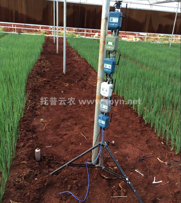 徐聞?wù)安嘶@子”培育基地